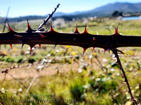 Walk_in_the_vineyard25_2.12.19_TWW