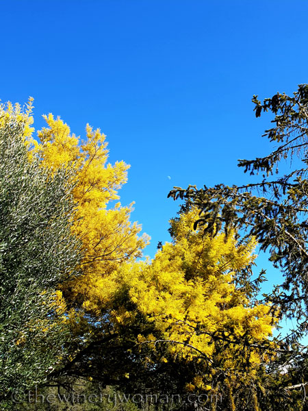 Walk_in_the_vineyard28_2.12.19_TWW