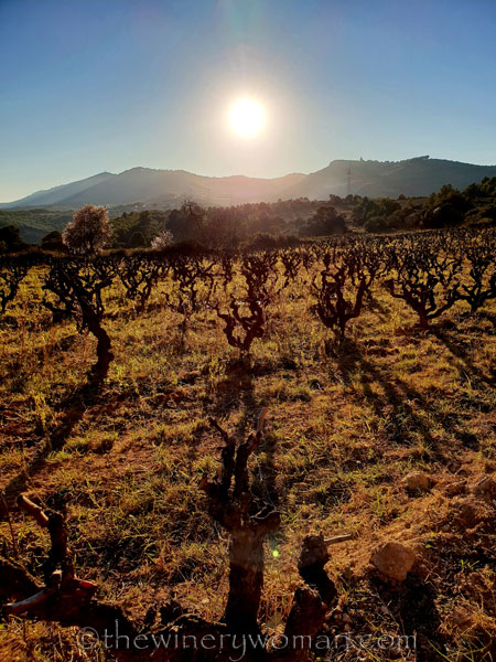 Walk_in_the_vineyard3_2.15.19_TWW