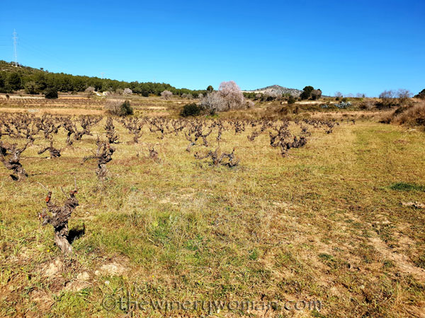 Walk_in_the_vineyard4_2.12.19_TWW