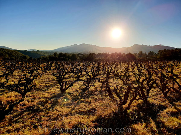 Walk_in_the_vineyard4_2.15.19_TWW