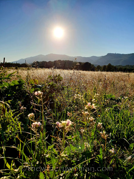 Walk_in_the_vineyard_2.15.19_TWW