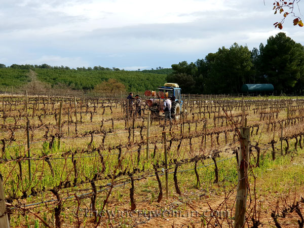 Winter_pruning2_1.31.19_TWW