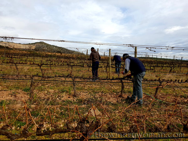 Winter_pruning3_1.31.19_TWW