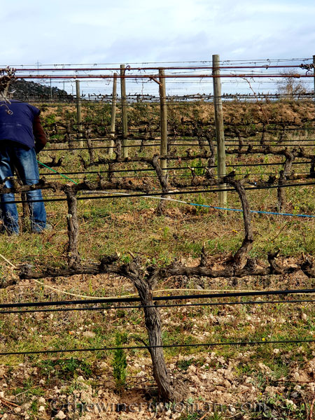 Winter_pruning5_1.31.19_TWW