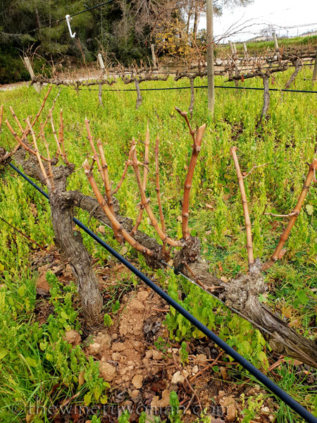 Winter_pruning6_1.31.19_TWW