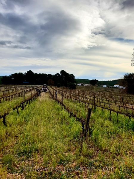 Winter_pruning8_1.31.19_TWW