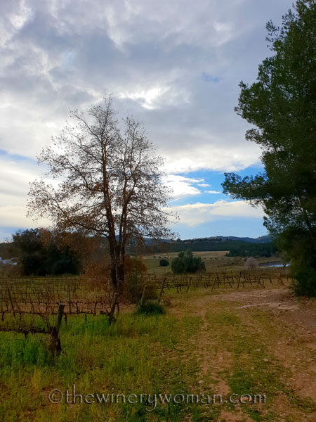 Winter_pruning9_1.31.19_TWW