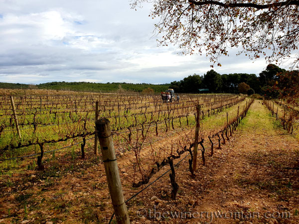 Winter_pruning_1.31.19_TWW
