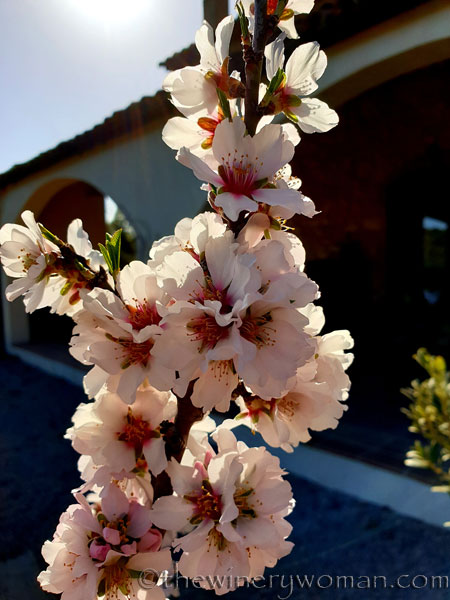 Almond_Blossoms_and_Bees7_3.5.19_TWW