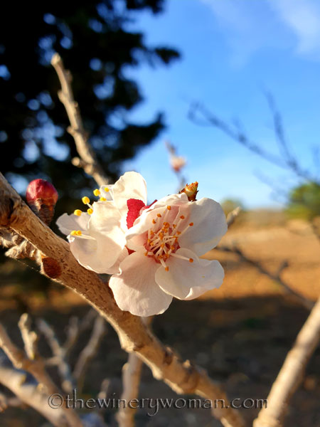 Apricots_Spring_3.16.19_TWW