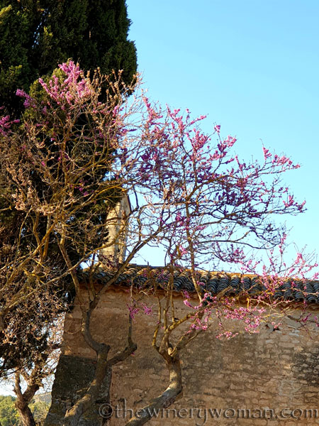 Bloomin_Tree12_3.25.19_TWW