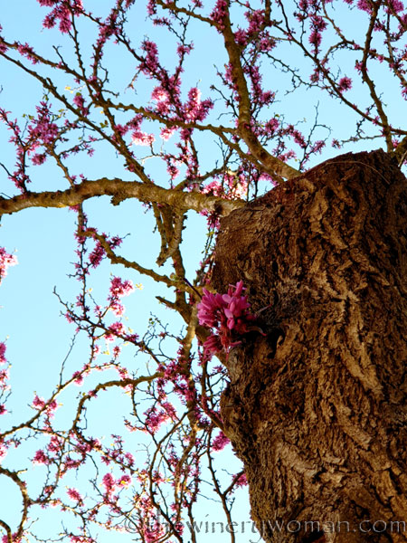 Bloomin_Tree8_3.25.19_TWW