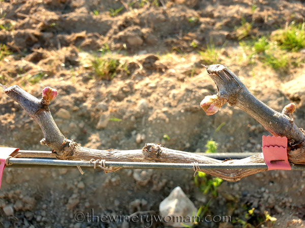 Buds_Vineyard5_3.16.19_TWW