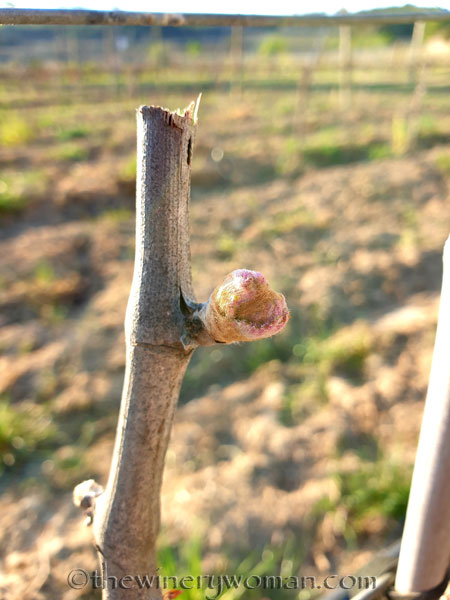 Buds_Vineyard6_3.16.19_TWW