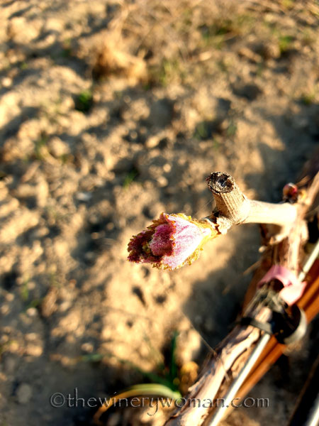 Buds_Vineyard8_3.16.19_TWW