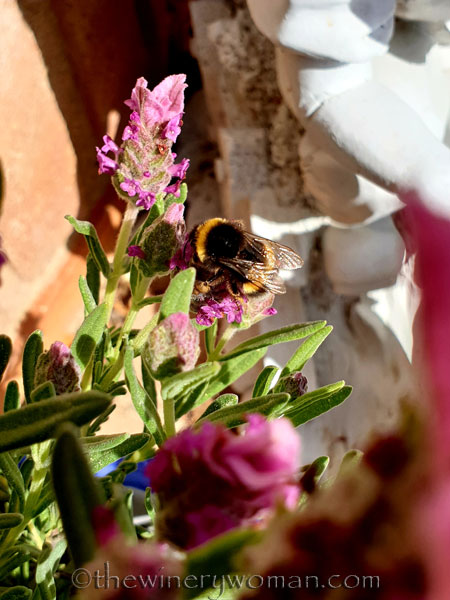 Find_your_wings_3.30.19_TWW