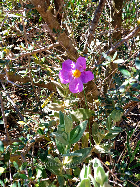 Flowers11_3.24.19_TWW