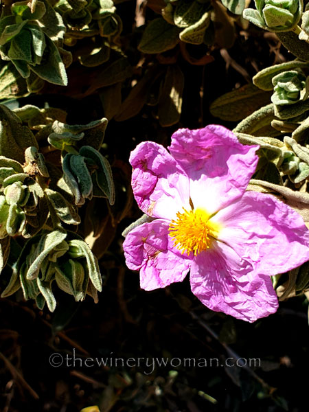 Flowers12_3.24.19_TWW