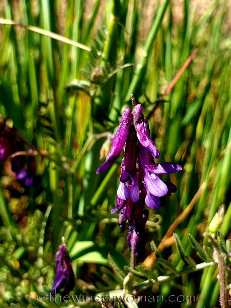 Flowers13_3.24.19_TWW