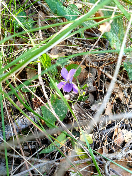 Flowers14_3.24.19_TWW