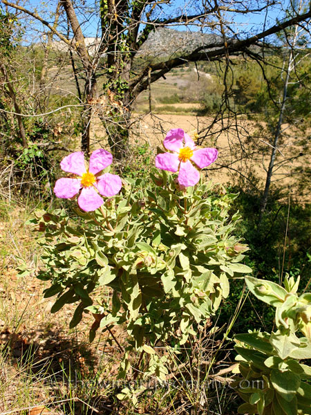 Flowers2_3.24.19_TWW