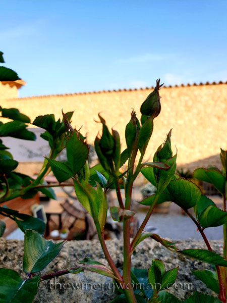 Flowers3_3.22.19_TWW