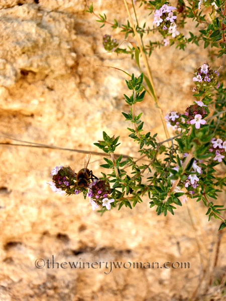 Flowers3_3.24.19_TWW