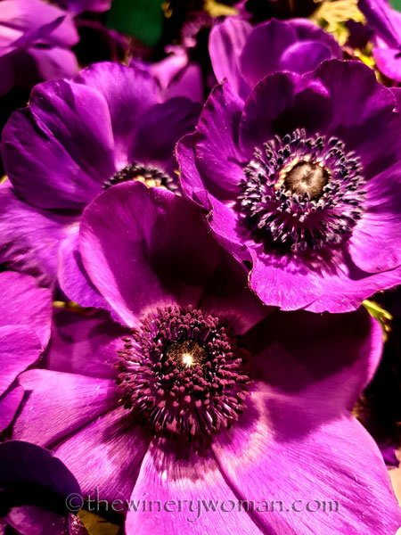 Flowers4_3.22.19_TWW