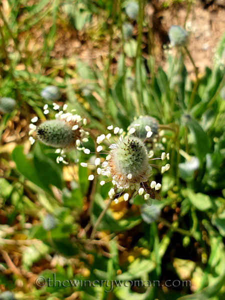 Flowers4_3.24.19_TWW