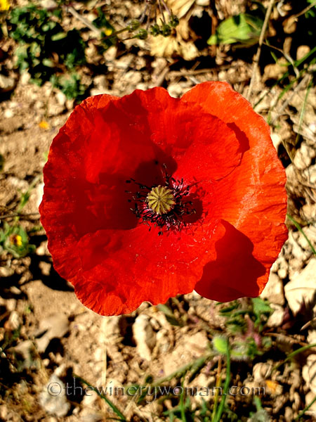 Flowers5_3.24.19_TWW