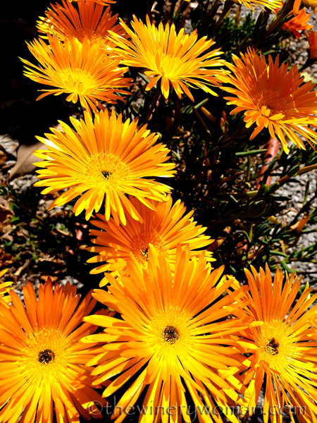 Flowers6_3.22.19_TWW