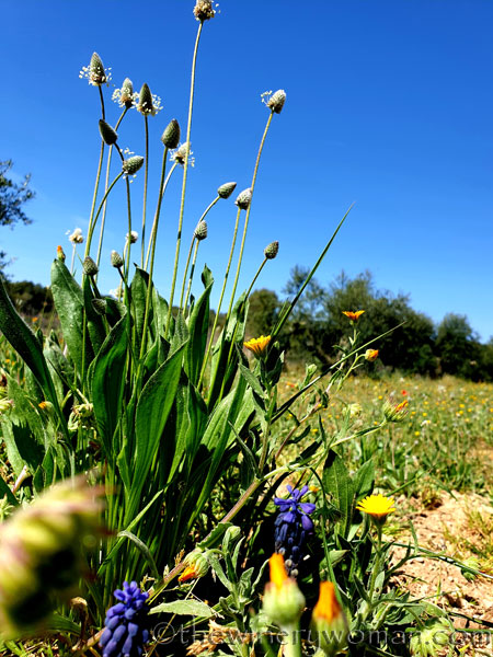 Flowers6_3.24.19_TWW