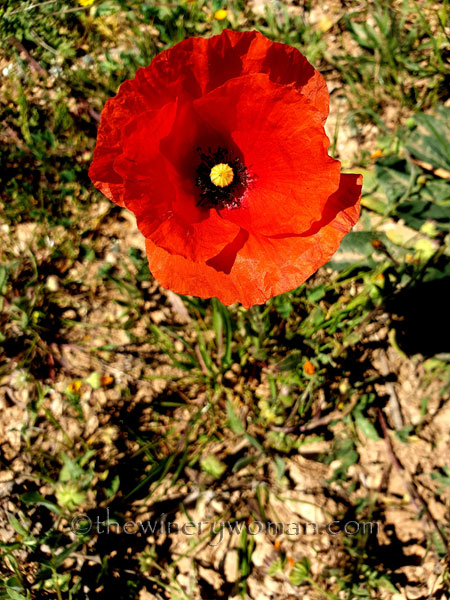 Flowers7_3.24.19_TWW