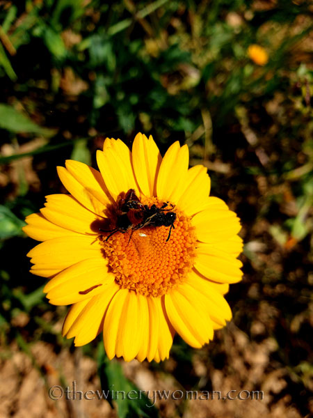 Flowers8_3.24.19_TWW