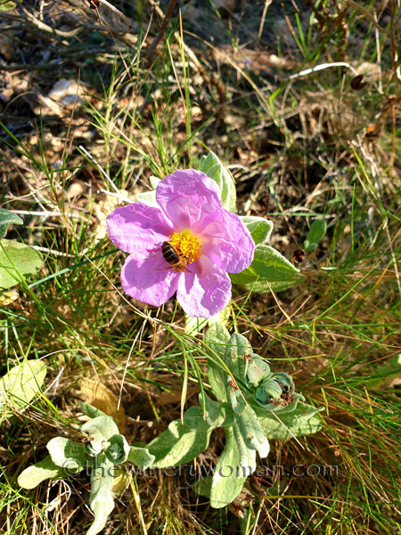 Flowers9_3.24.19_TWW