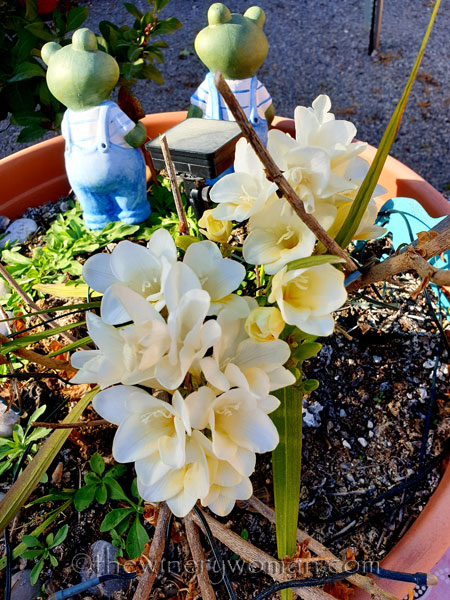 Freesias_Spring2_3.16.19_TWW