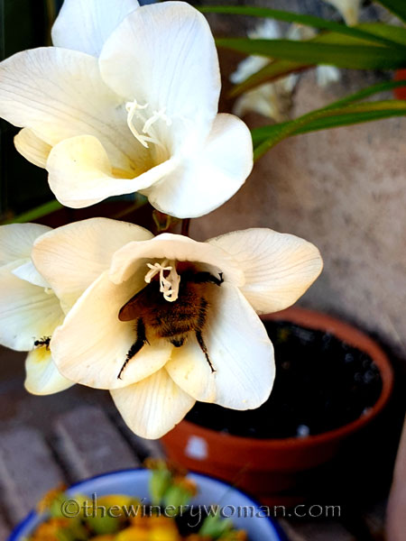 Freesias_Spring4_3.16.19_TWW