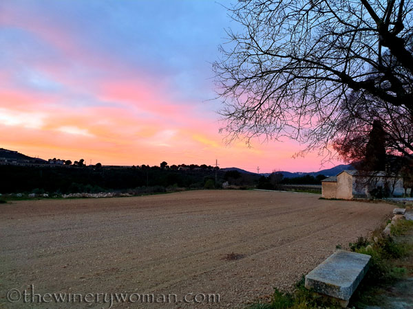 Sunrise_Vineyard3_3.4.19_TWW