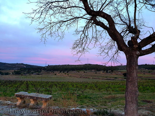 Sunrise_Vineyard4_3.4.19_TWW