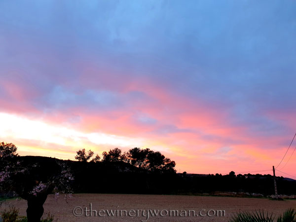 Sunrise_Vineyard_3.4.19_TWW