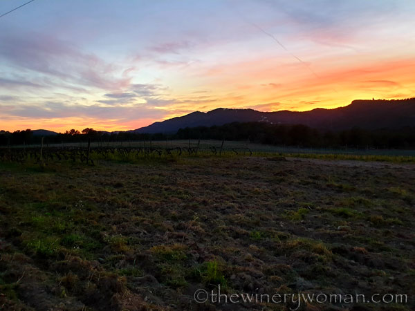 Sunset_Vineyard6_3.9.19_TWW