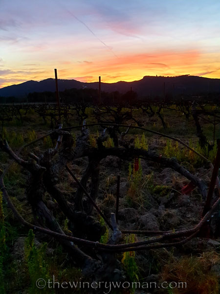 Sunset_Vineyard7_3.9.19_TWW