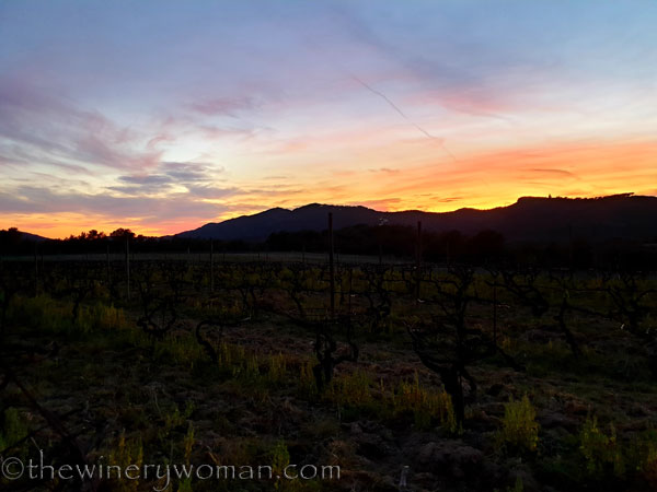 Sunset_Vineyard9_3.9.19_TWW