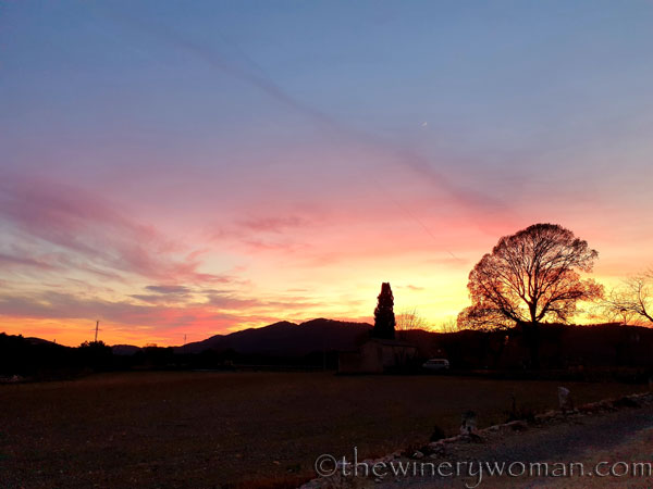 Sunset_Vineyard_3.9.19_TWW