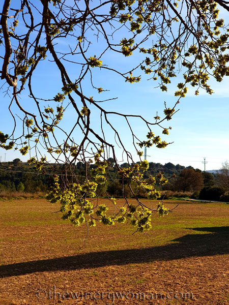 Tree_Spring_3.16.19_TWW