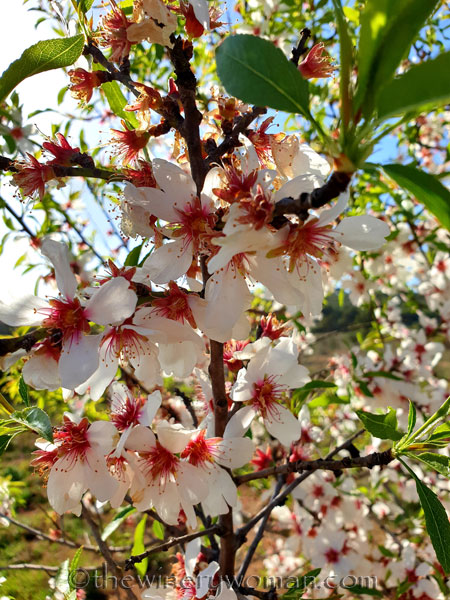 Walk_in_the_woods13_3.11.19_TWW