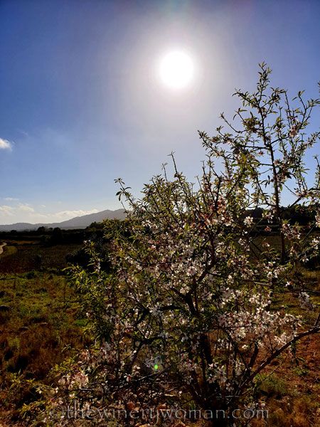 Walk_in_the_woods14_3.11.19_TWW