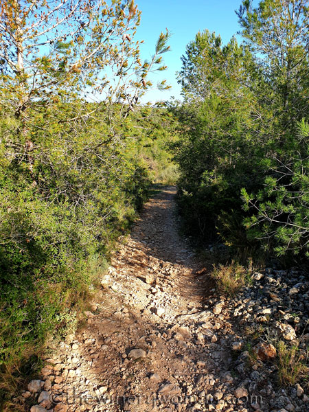 Walk_in_the_woods15_3.11.19_TWW