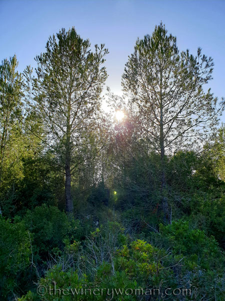 Walk_in_the_woods16_3.11.19_TWW